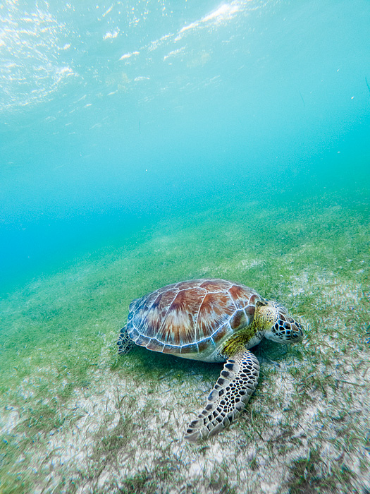 snorkeling with sea turtles in Akmul Bay, Mexico