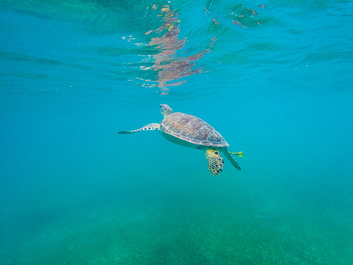 snorkeling with sea turtles in Akmul Bay, Mexico