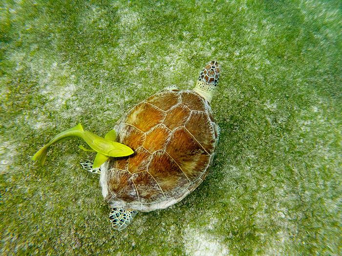 snorkeling with sea turtles in Akmul Bay, Mexico