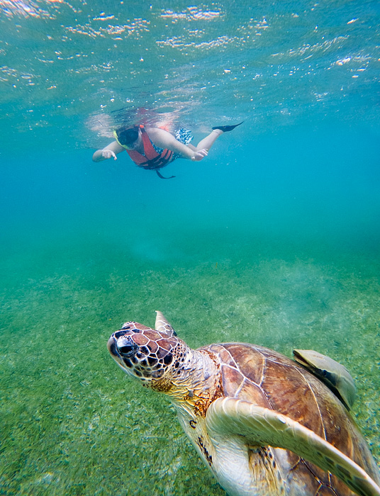 snorkeling with sea turtles in Akmul Bay, Mexico