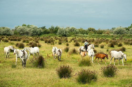 Laurent manade, Camargue on our small group tour in Provence