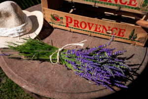 Lavender in Provence