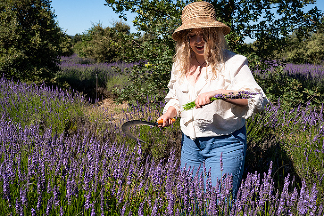 Harvesting lavender with a sickle, the old-fashioned way by hand, Lavender in Provence