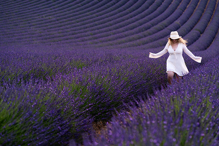 Pretty blond woman in a white dress walks through a blooming lavender field, Valensole, Provence, France