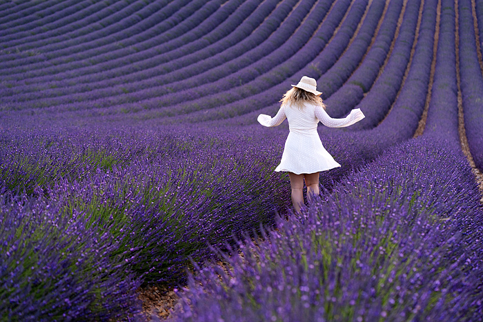 Pretty blond woman in a white dress walks through a blooming lavender field, Valensole, Provence, France