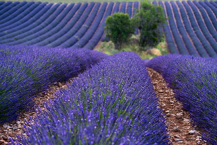 Lavender in Provence