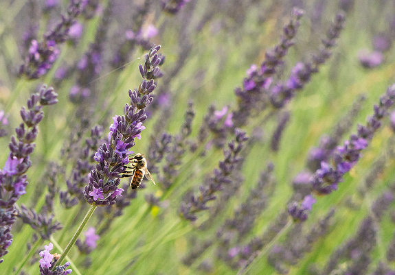 Bee in Lavender fields in bloom, Valensole, Provence, France