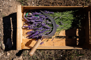 Harvesting lavender with a sickle, the old-fashioned way by hand, Cuceron, Provence, France