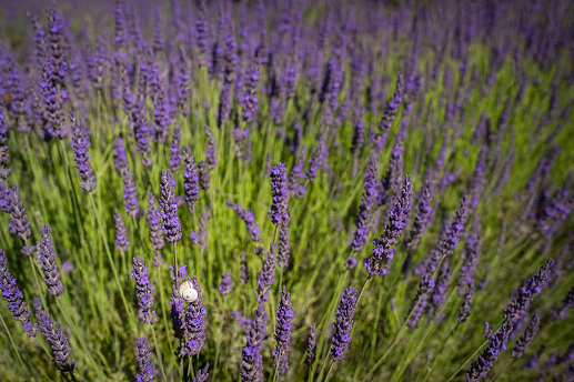 snail on lavender in Provence