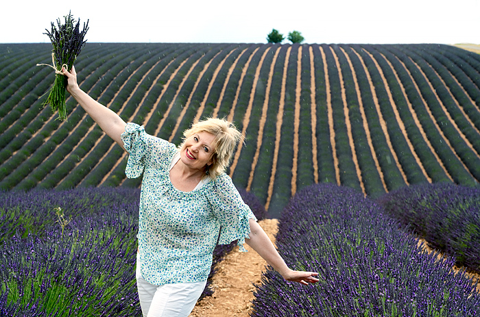 Lavender in Provence, Valensole, France