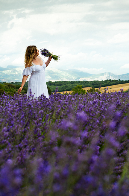 Lavender in Provence, Valensole, France