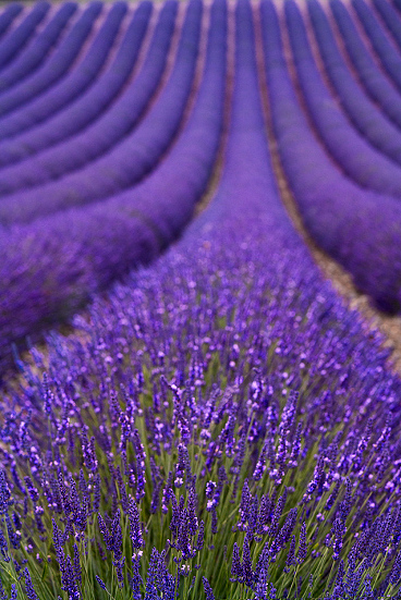 Lavender in Provence, Valensole, France