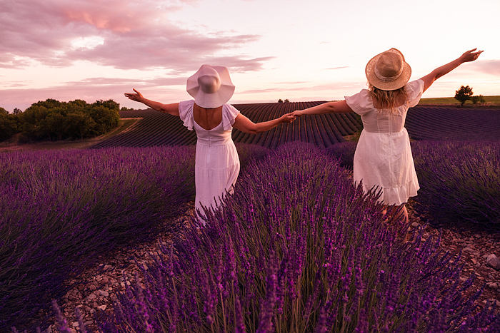 lavender in Provence