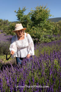 blooming lavender in Provence France