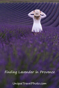 blooming lavender in Provence France