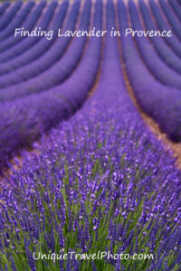 blooming lavender in Provence France