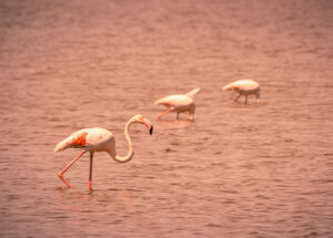 flamingoes in Salin d