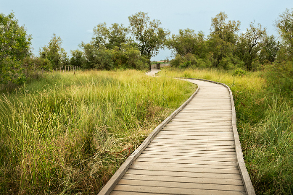 Boardwalk through the Petite Camargue wetland marsh to reach Carbonniere Watch Tower, the 13th century guarded structure that people had to pay a toll before continuing on the road to Aigues-Mortes, Camargue, France