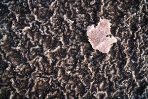 salt crystals on evaporated pond at Salin d