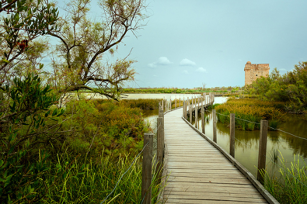 Boardwalk through the Petite Camargue wetland marsh to reach Carbonniere Watch Tower, the 13th century guarded structure that people had to pay a toll before continuing on the road to Aigues-Mortes, Camargue, France