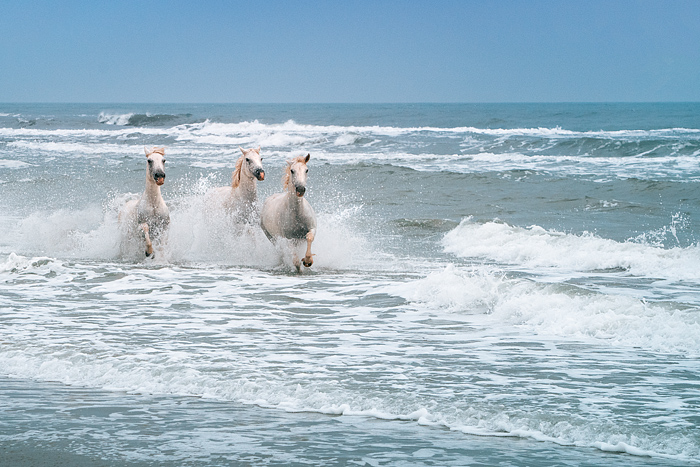 Camargue horses in the South of France