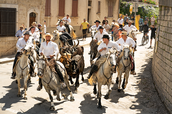 Camargue horses and bulls