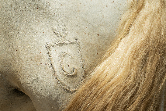 Branding on the hide of a Camargue horse, France