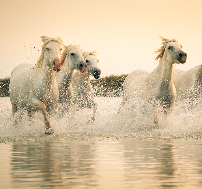 White Camargue horses running, Camargue, Aigues-Mortes, France, Europe