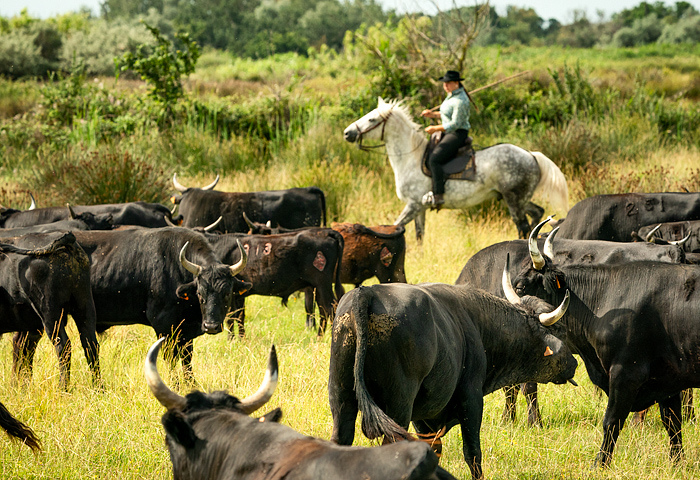 Herder rounding up bulls in Camargue in the South of France