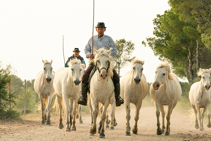 Gardian and white Camargue horses in the South of France