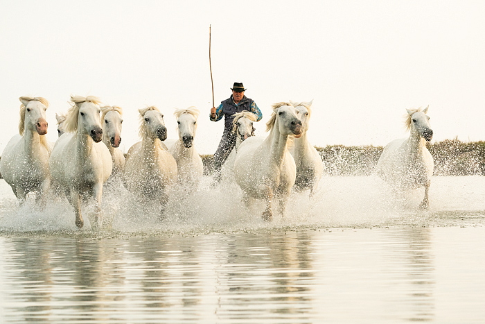 White Camargue horses running, Camargue, Aigues-Mortes, France, Europe