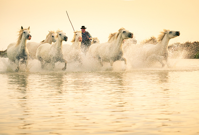 White Camargue horses running, Camargue, Aigues-Mortes, France, Europe