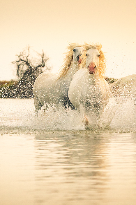 White Camargue horses running, Camargue, Aigues-Mortes, France, Europe