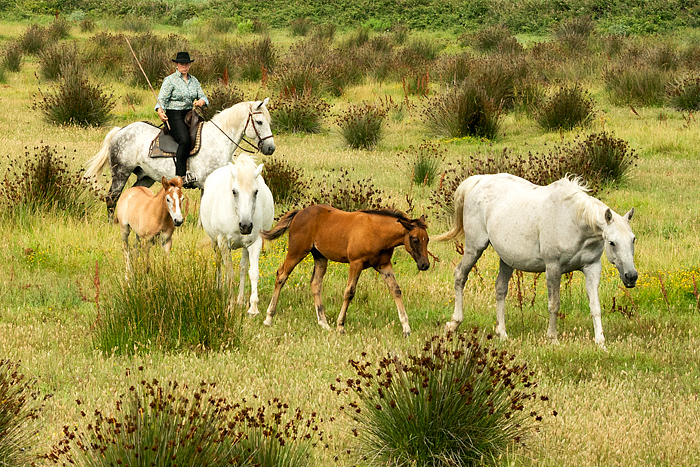 Herder and white Camargue horses in the South of France