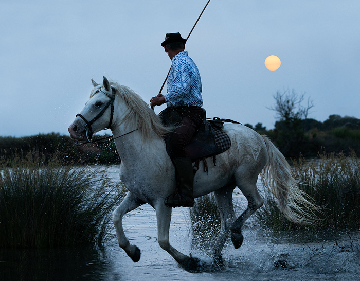 Gardian on a white Camargue horse at sunset, Camargue, Aigues-Mortes, France, Europe