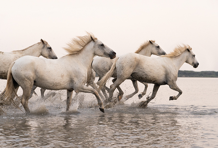 Running White Camargue horses, Camargue, Aigues-Mortes, France, Europe