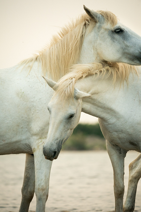 Two Camargue horses nuzzling, Camargue, Aigues-Mortes, France, Europe