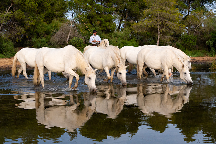 Horses entering water in the marshes, Camargue