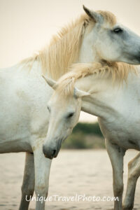 Where to find white Camargue horses in the South of France