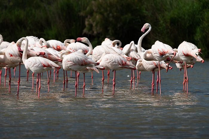 Greater pink flamingos at Pont de Gau Ornithologial Park, Camargue, France