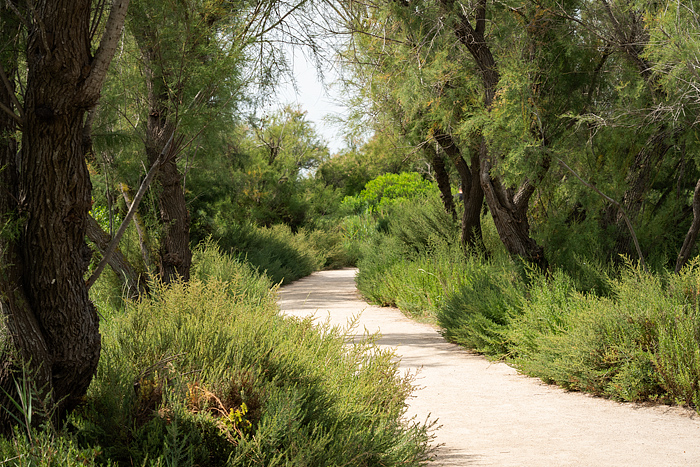 Trail leading through Pont de Gau Ornithologial Park, Camargue, France