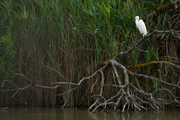 Egret on tree branch, Pont de Gau Ornithologial Park, Camargue, France