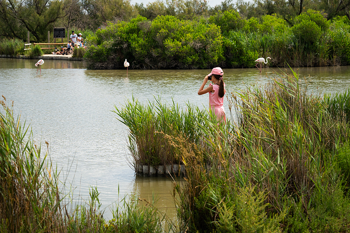 Girl watches Greater pink flamingos at Pont de Gau Ornithologial Park, Camargue, France