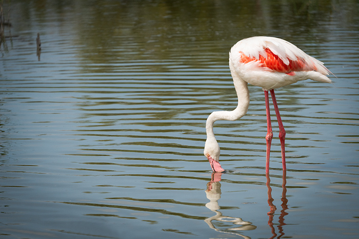 Greater pink flamingos at Pont de Gau Ornithologial Park, Camargue, France