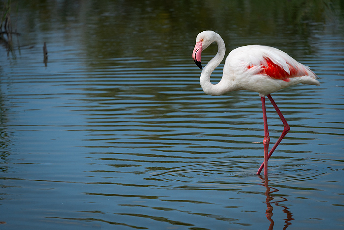 Greater pink flamingos at Pont de Gau Ornithologial Park, Camargue, France