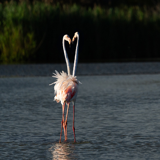 PInk flamingos mating