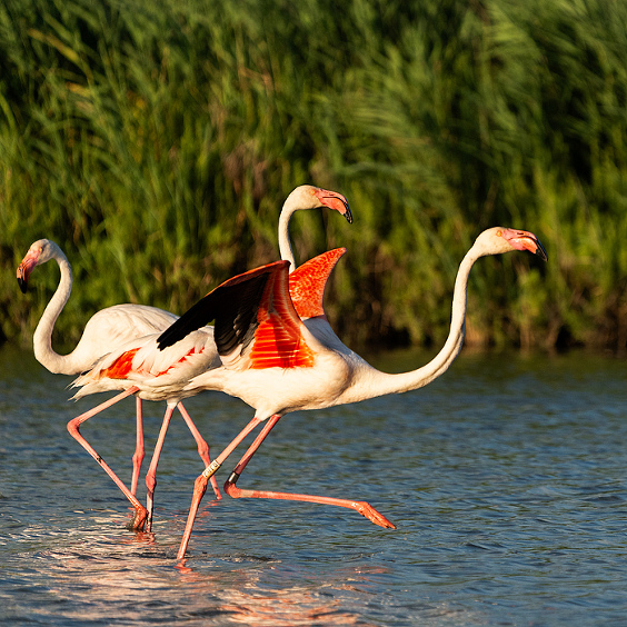 Greater pink flamingos at Pont de Gau Ornithologial Park, Camargue, France