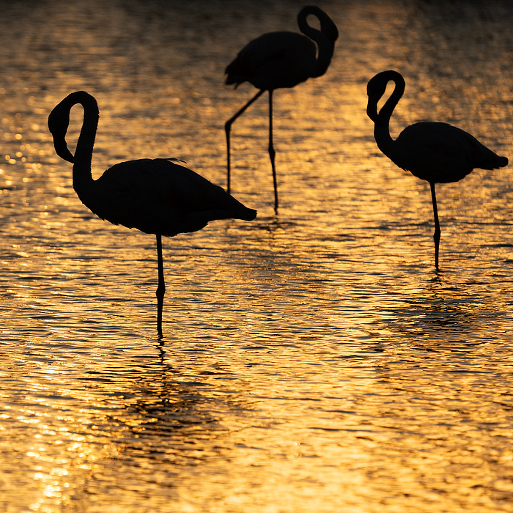 Greater pink flamingos at Pont de Gau Ornithologial Park, Camargue, France