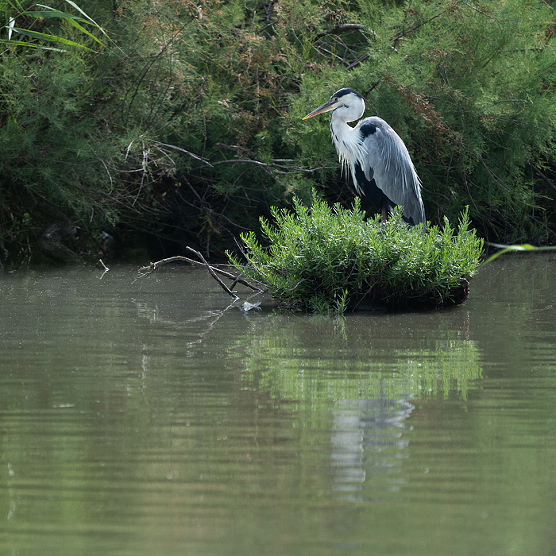 Blue heron, Pont de Gau Ornithologial Park, Camargue, France