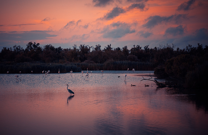 Pink sunset with Greater pink flamingos at Pont de Gau Ornithologial Park, Camargue, France